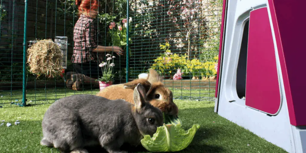 outdoor rabbit run