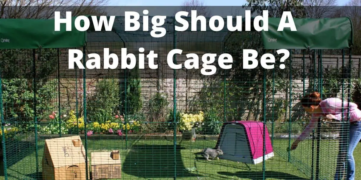 How Big Should A Rabbit Cage Be? ( Size and Dimensions )