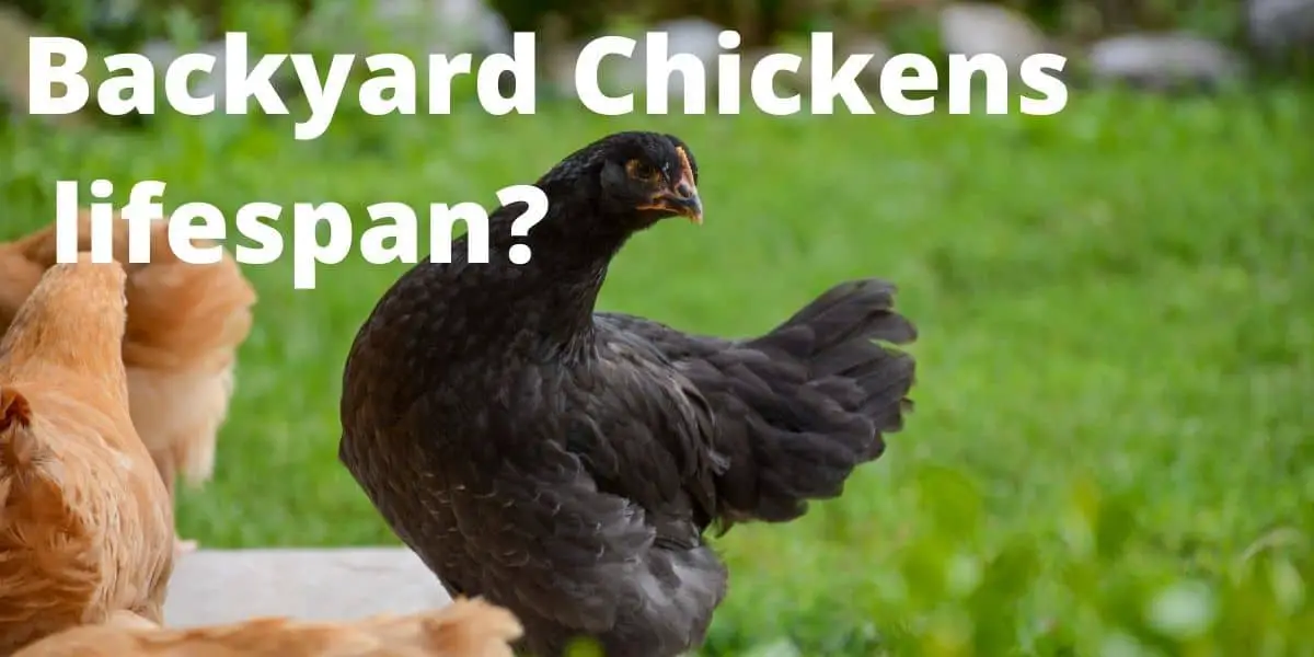 How long do Backyard Chickens live? ( Chicken Lifespan )