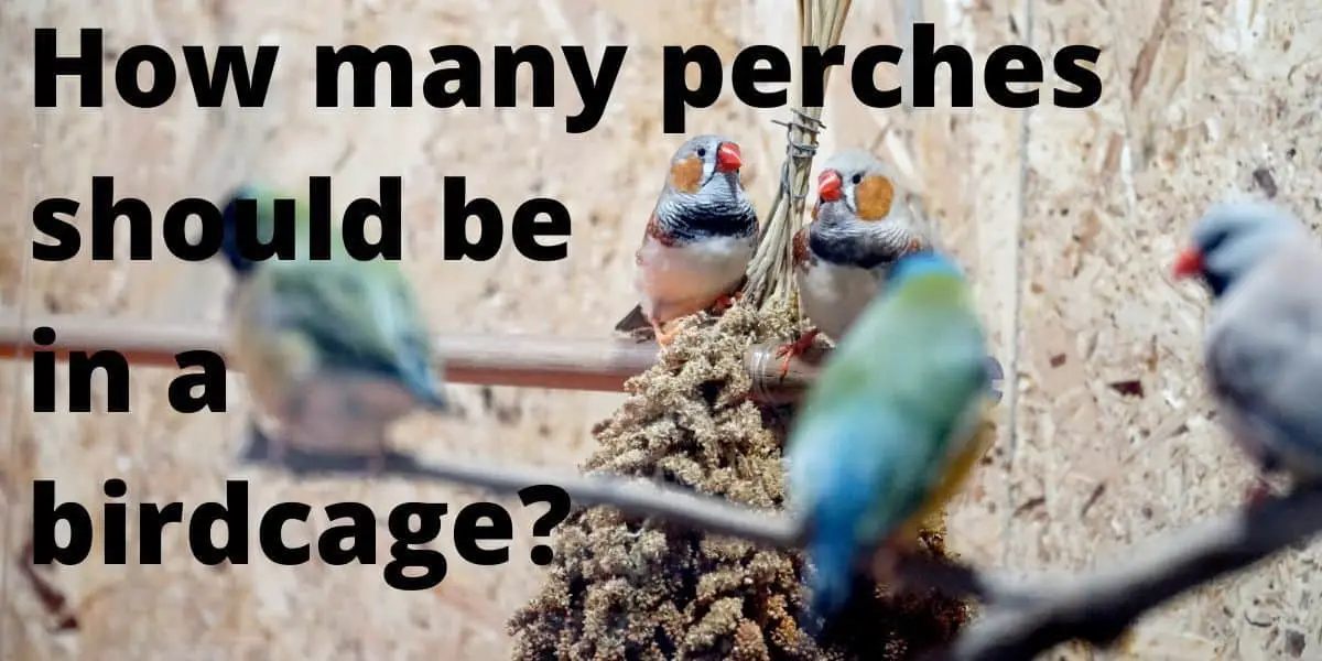 How many perches should be in a birdcage? Hutch and Cage