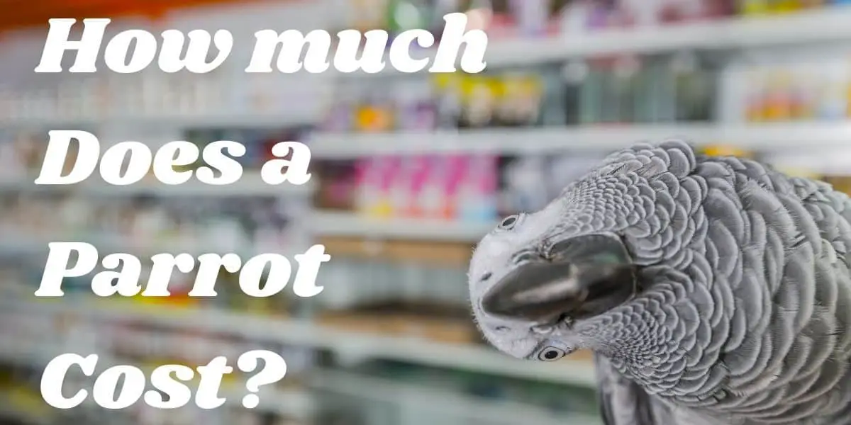 HOW MUCH DOES A PARROT COST
