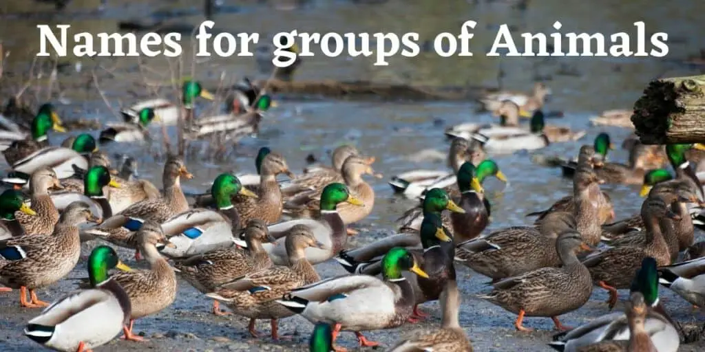 names for groups of animals