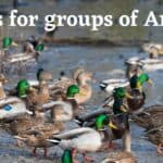 names for groups of animals