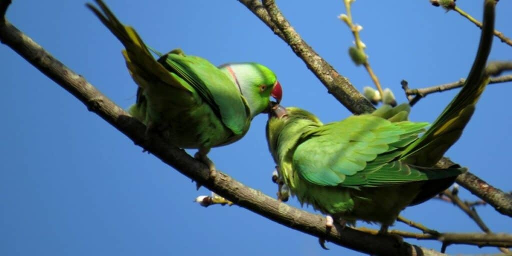 ring neck parakeet