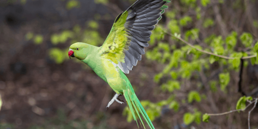 ring neck parakeet