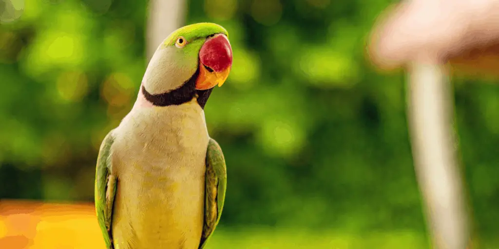 ring neck parakeet