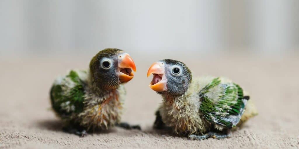 2 baby parrots