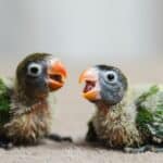 2 baby parrots