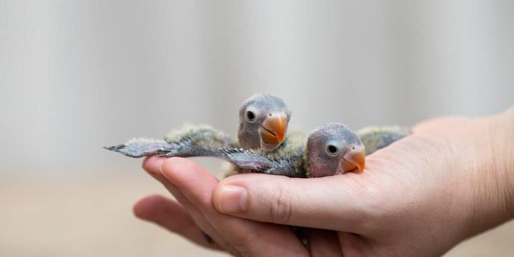 baby parrots