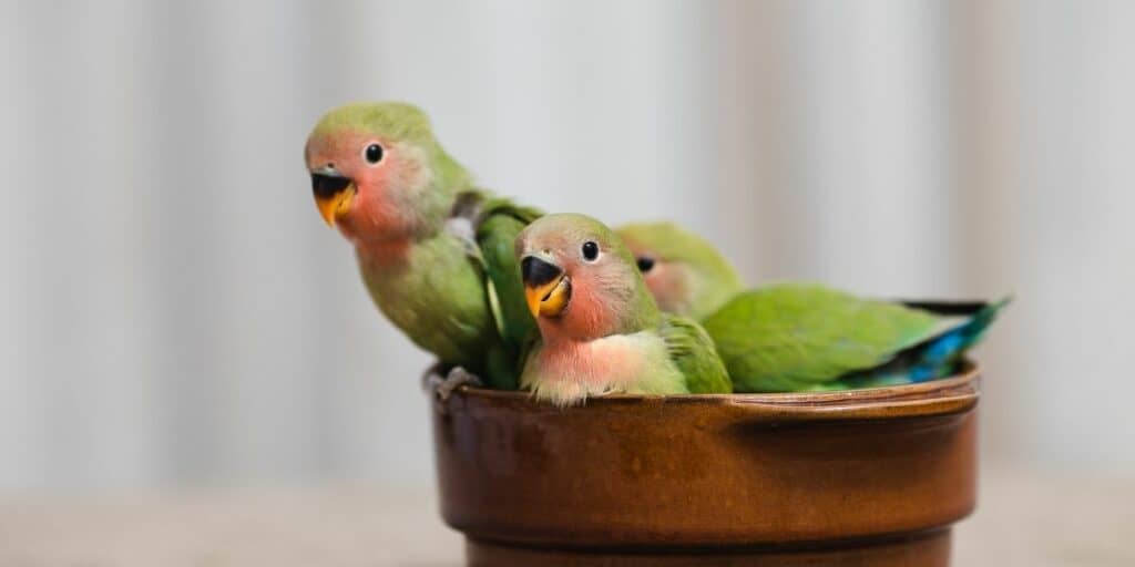 baby parrots