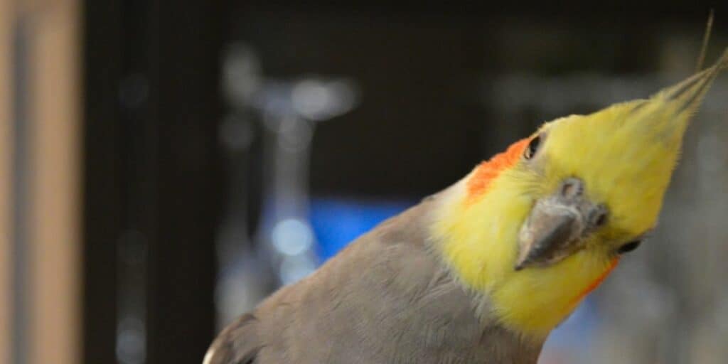 cockatiel at night