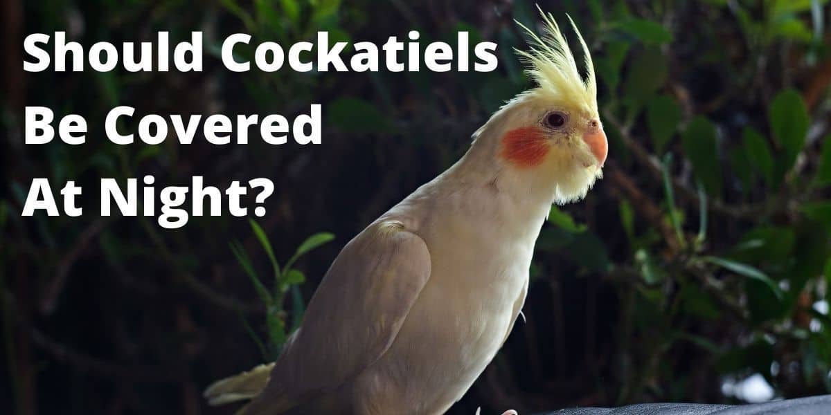 Should Cockatiels Be Covered At Night?