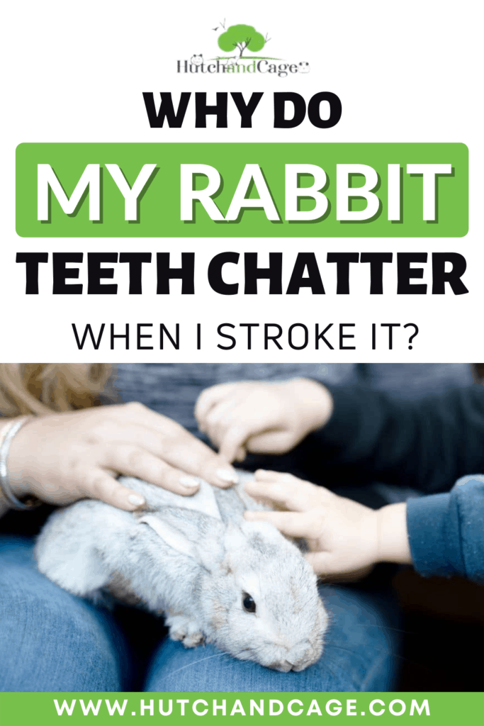 why do rabbits teeth chatter