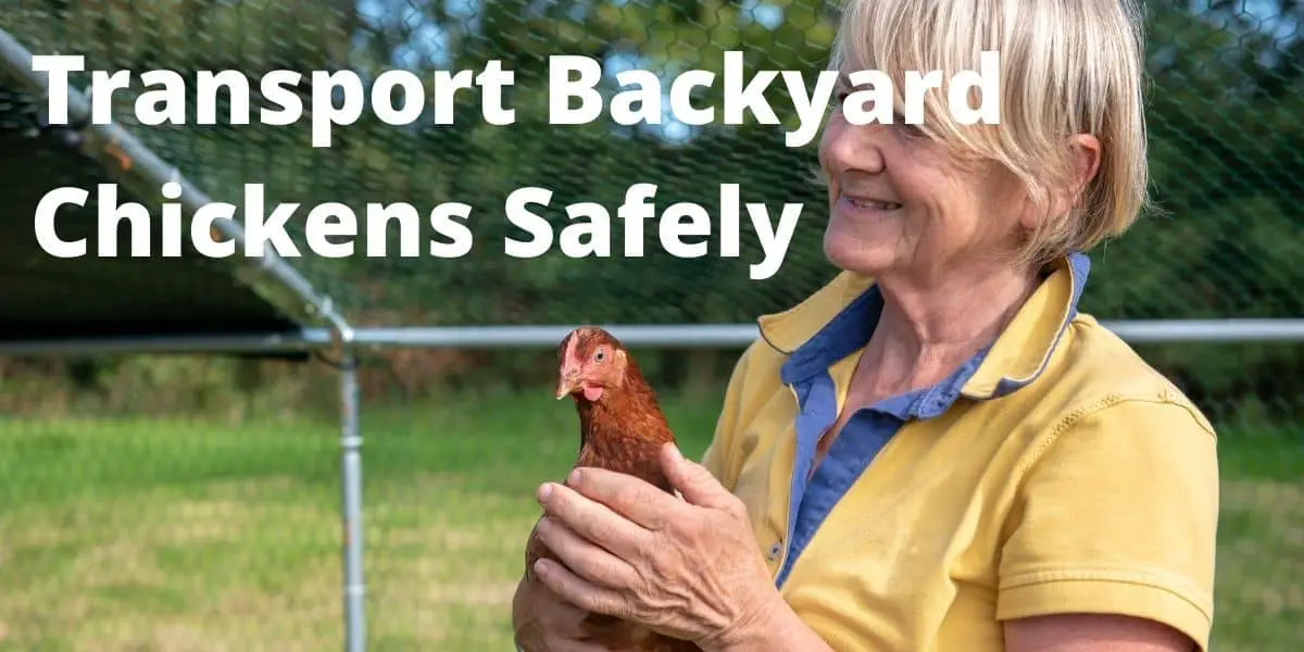 How to transport backyard chickens ( Safely )