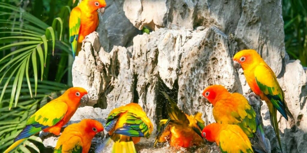 group of parrots