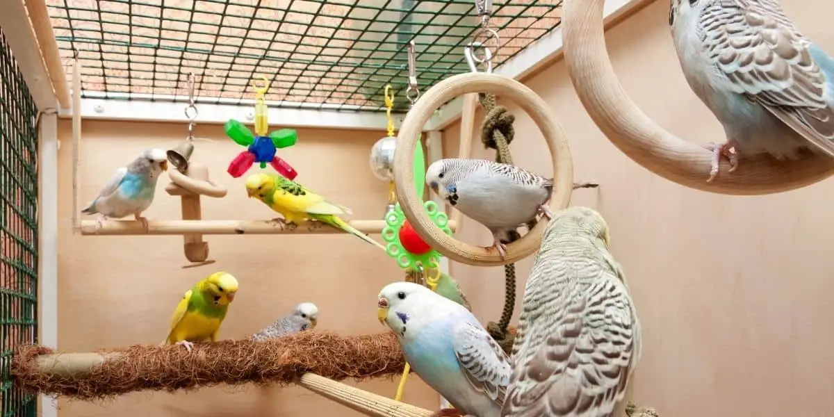 7 Symptoms That Might indicate Your Budgie Is Dying