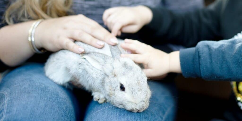 rabbit being stroked