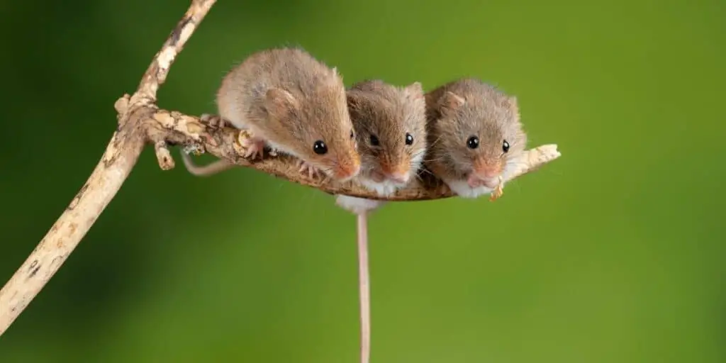 what is a group of pet mice called
