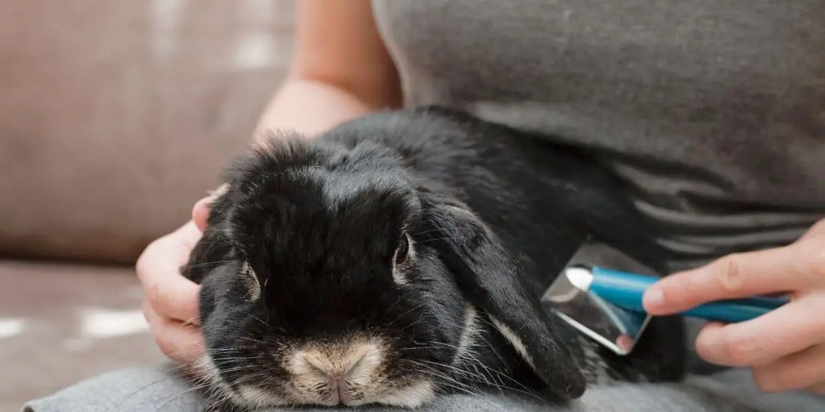 What Is Rabbit Moult? ( Symptoms & Treatments)