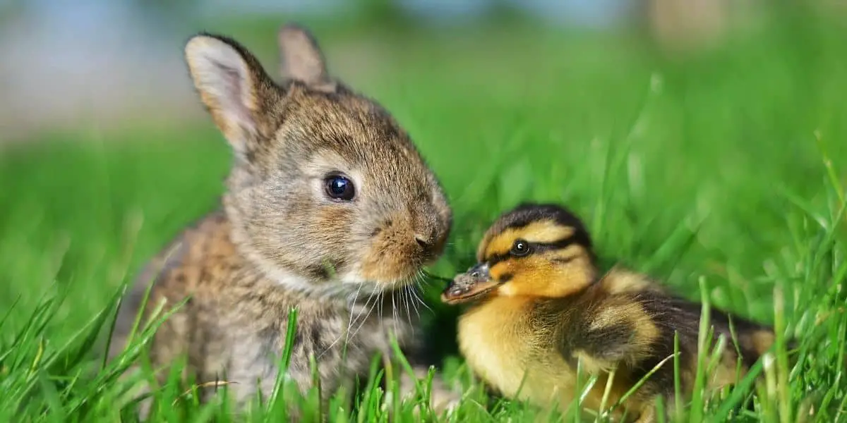 Ducks And Bunnies (Can They Live Together?) Hutch and Cage