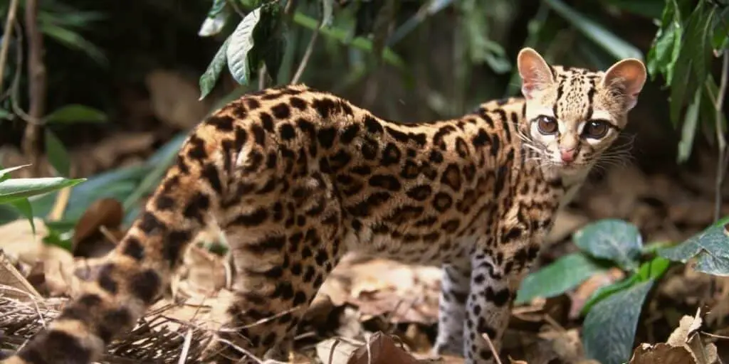 Margay