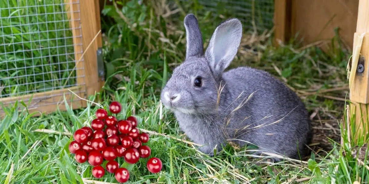 Can Rabbits Eat Dried Cranberries? ( High acid levels )