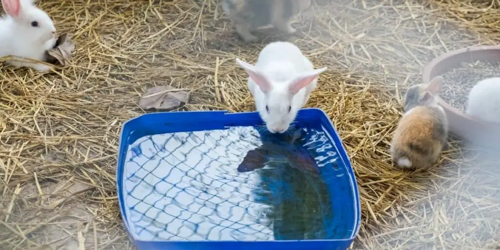 rabbit drinking water