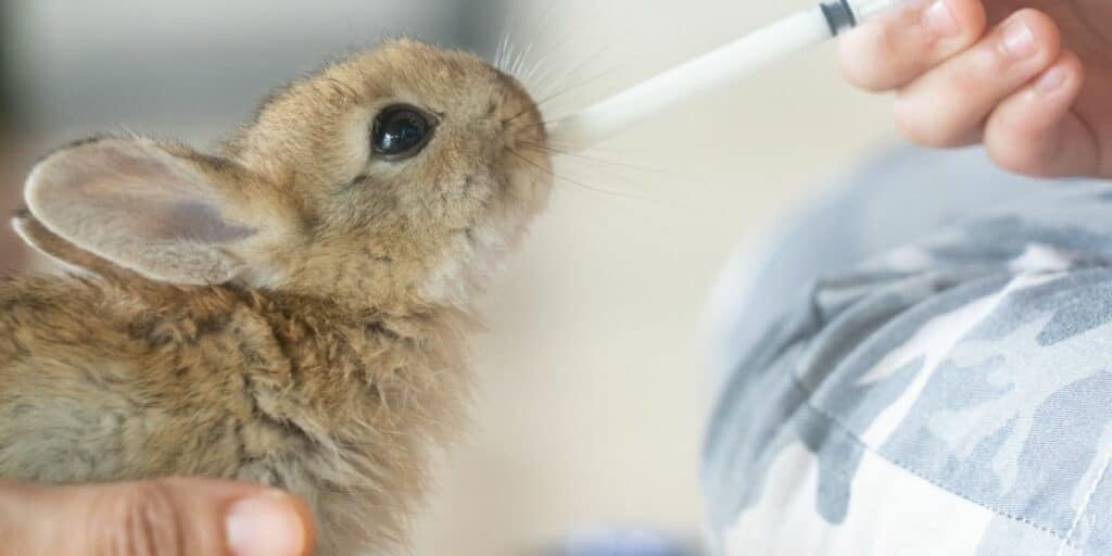 baby rabbit drinking milk