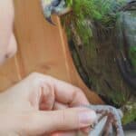 trimming parrots claws