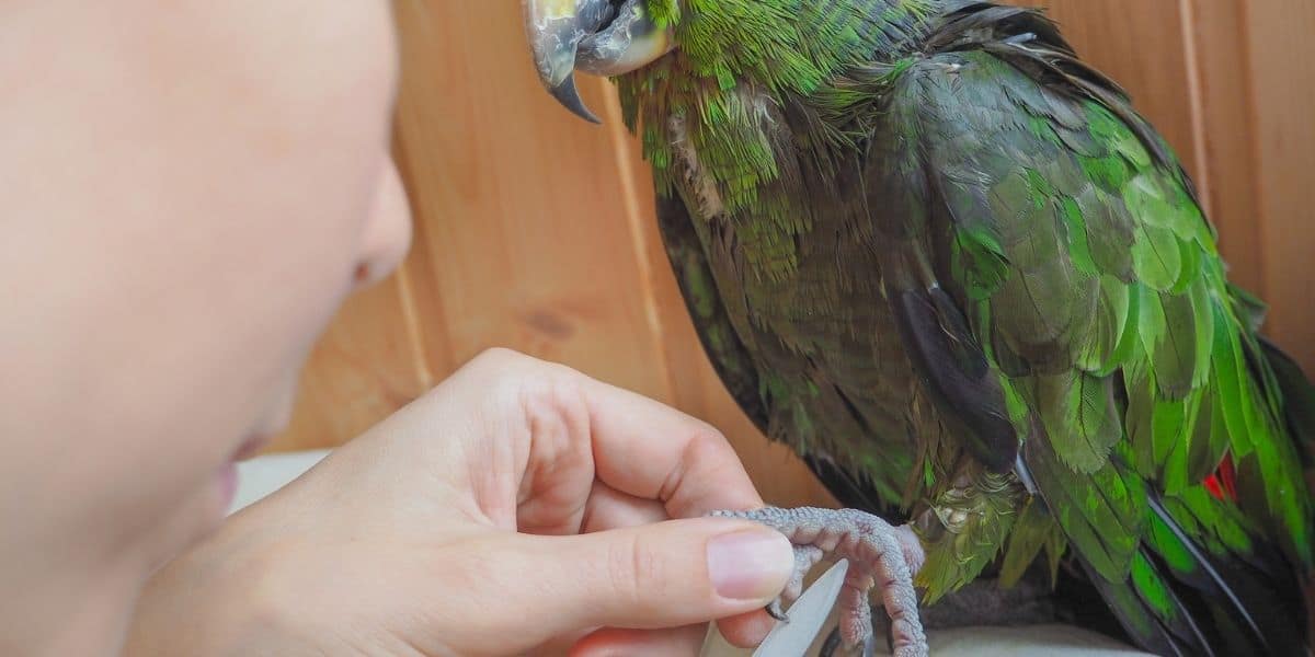 How Long Should A Parrot’s Claws Be?