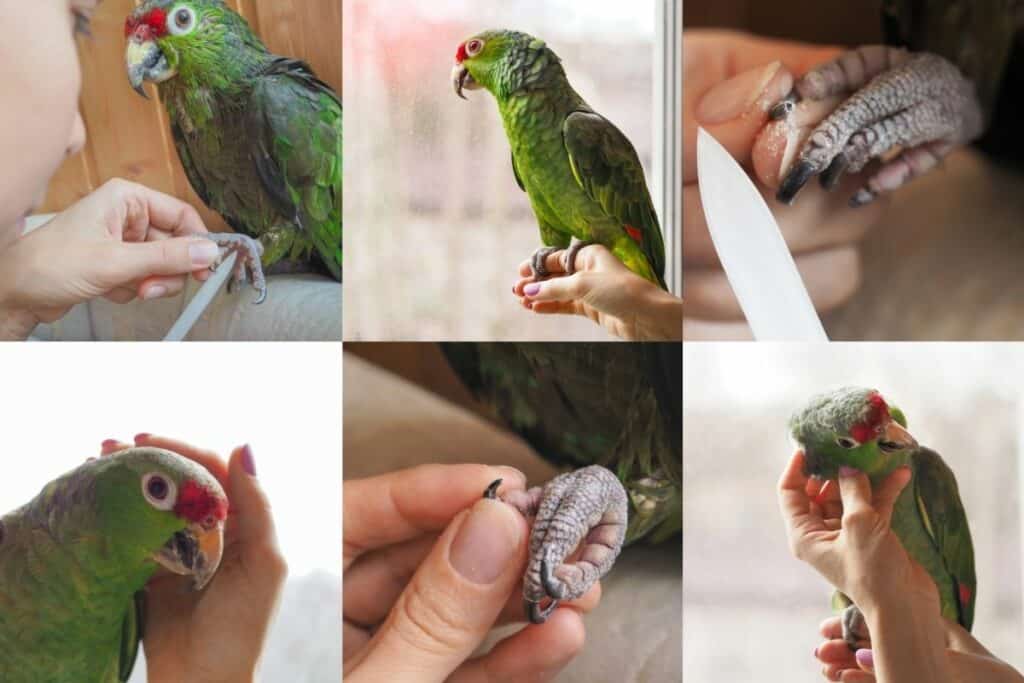 trimming parrots claws