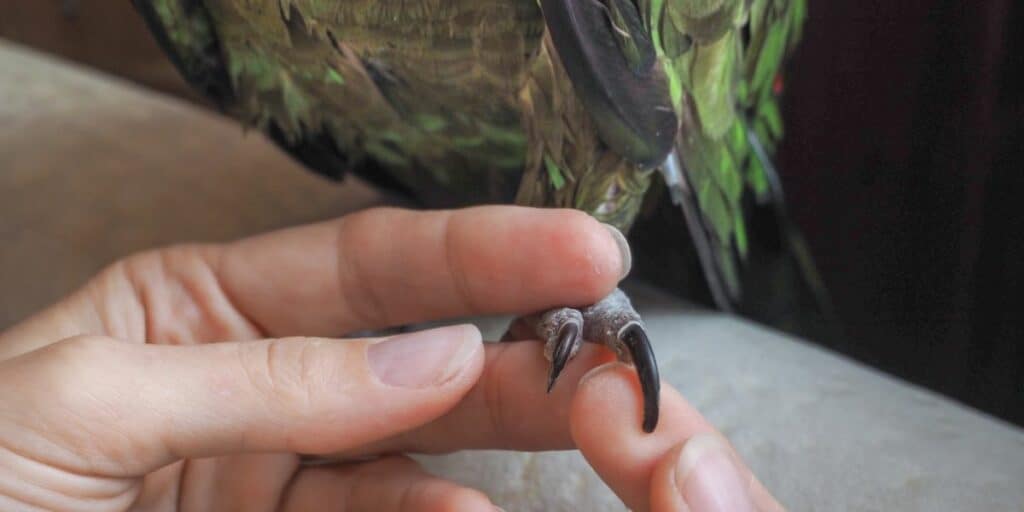 long parrot claws that need cutting