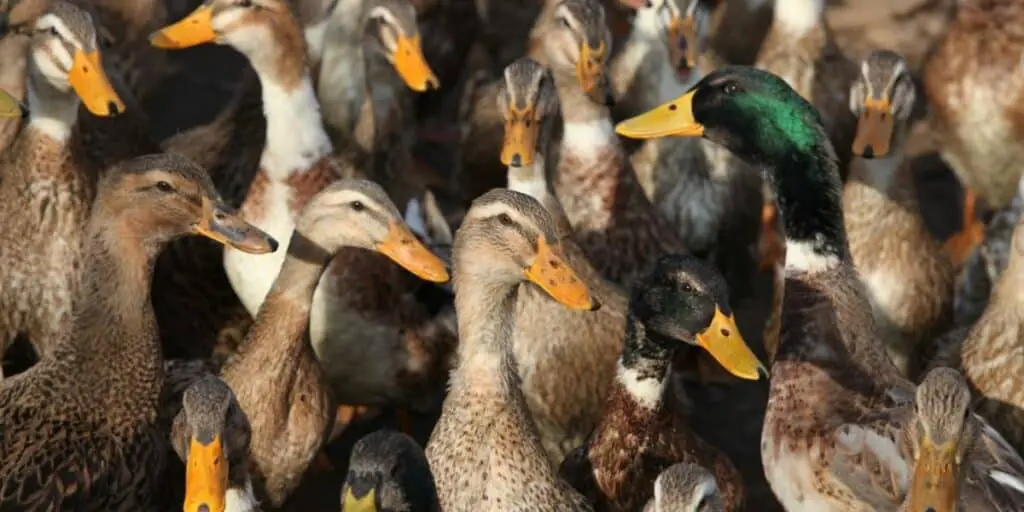 group of ducks