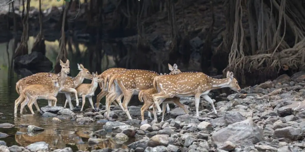 group of deers