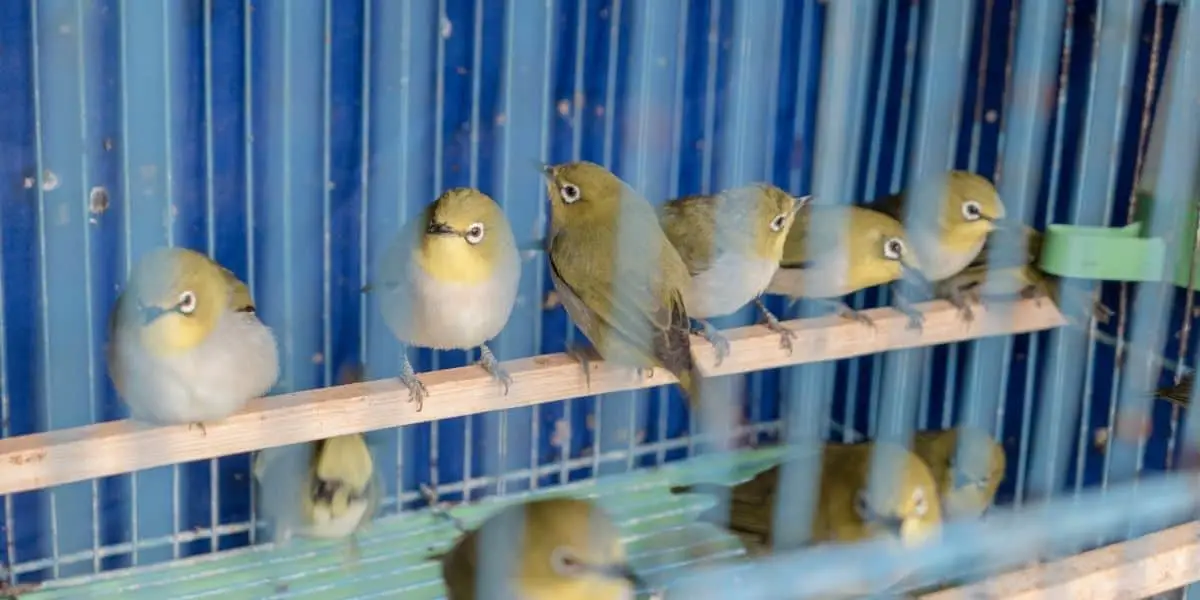 How many perches should be in a birdcage? Hutch and Cage