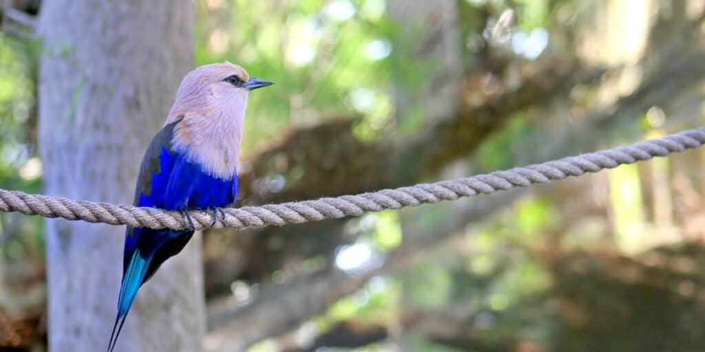 rope perch 