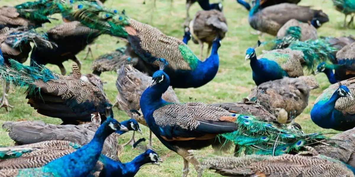 What is a Group of Animals Called? Hutch and Cage