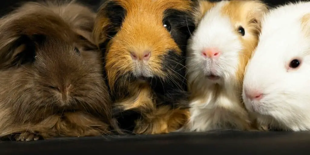 guinea pigs the real test group in an experiment