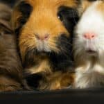 Group of Guinea Pigs Called