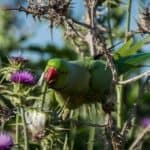 wild parakeets eating