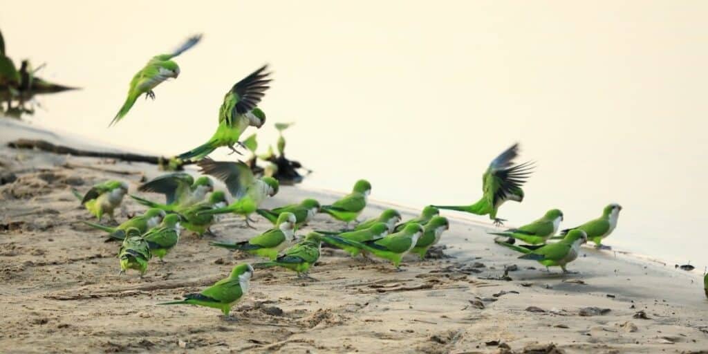 flock of parakeets