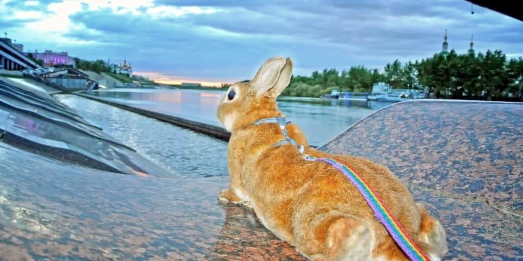 rabbit looking at water