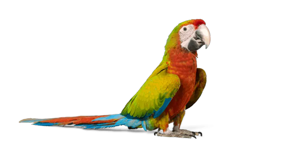 macaw