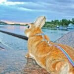 rabbit looking at water