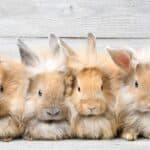 group of rabbits