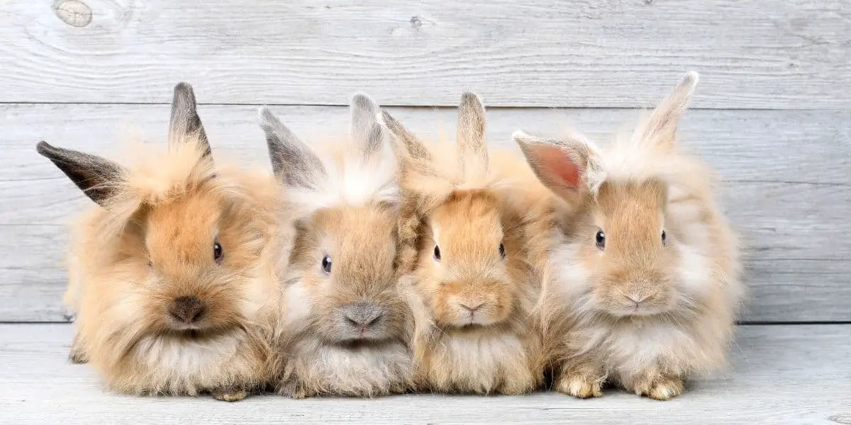 group of rabbits