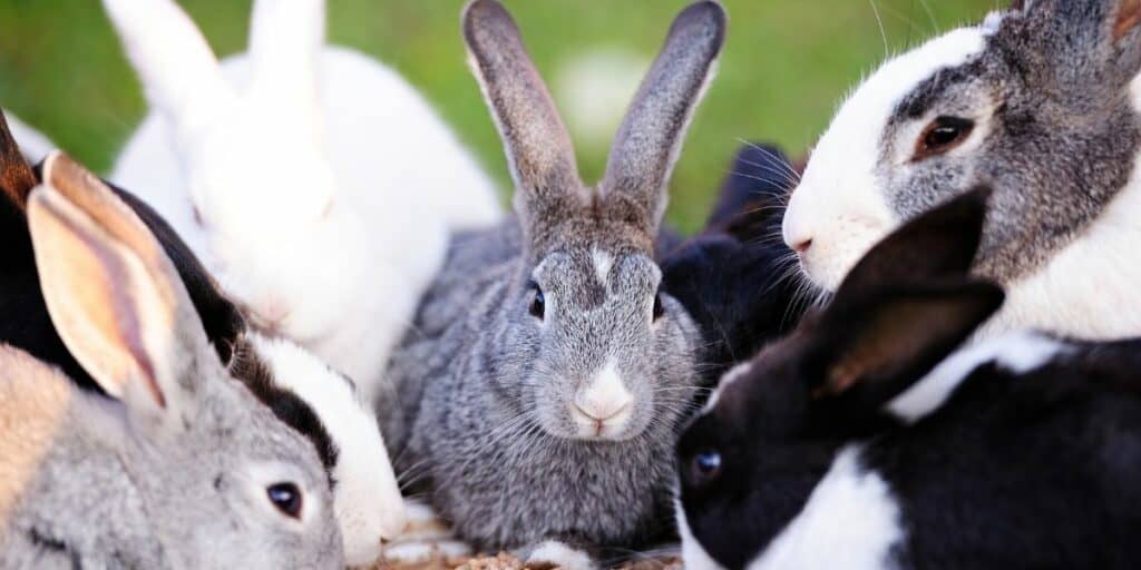 group of rabbitrs