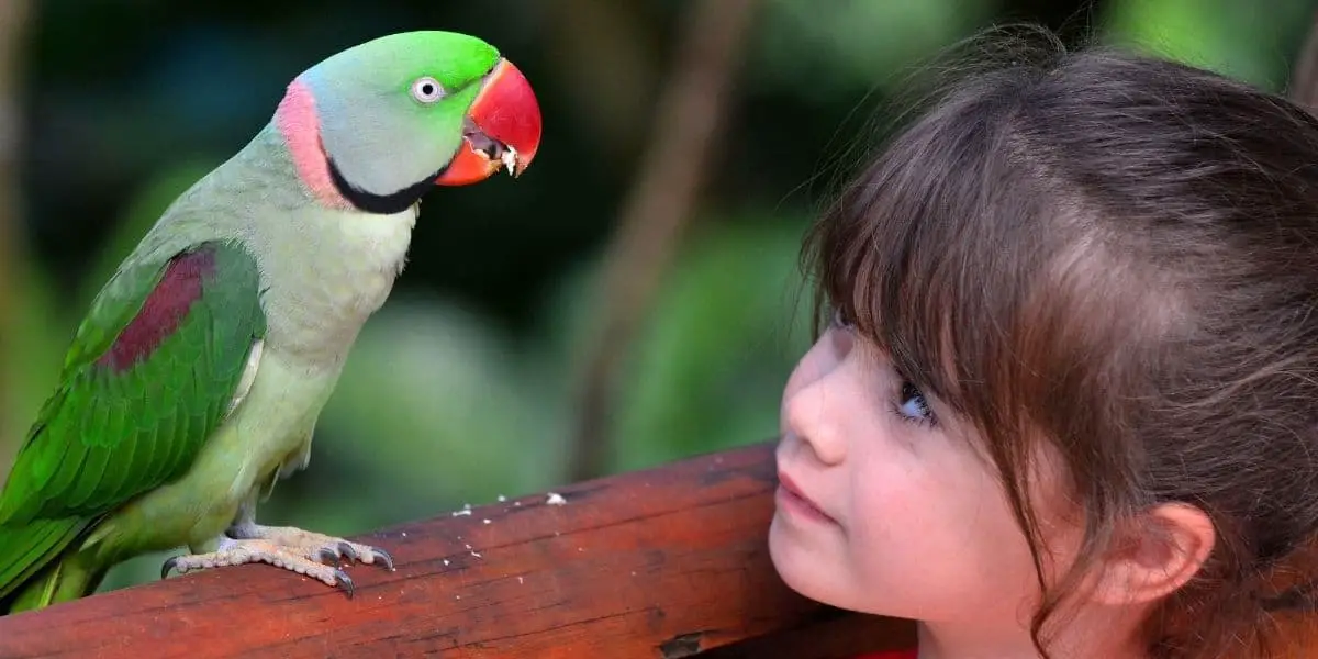 Best Family Parrots – 5 Parrots that love large families
