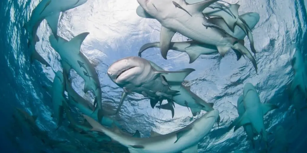 group of sharks
