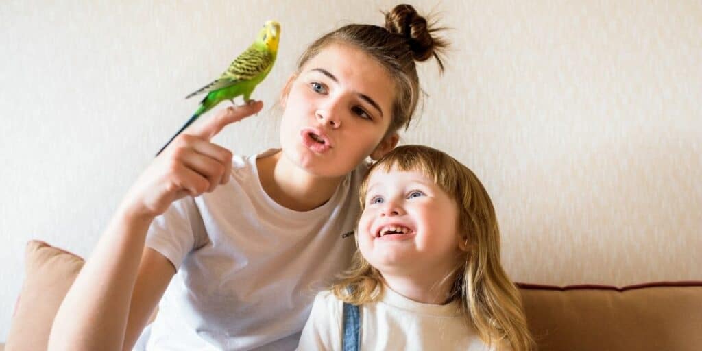 budgie with family